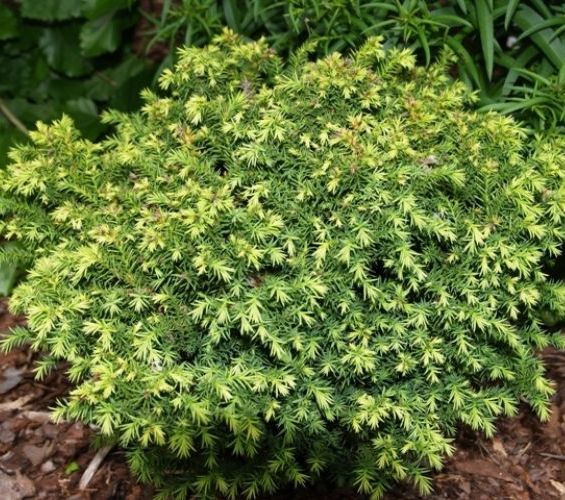 Cryptomeria japonica Vilmorin Gold